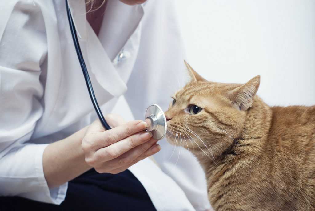 Простуда у кошек и котов: симптомы, лечение в домашних условиях – dr.hug