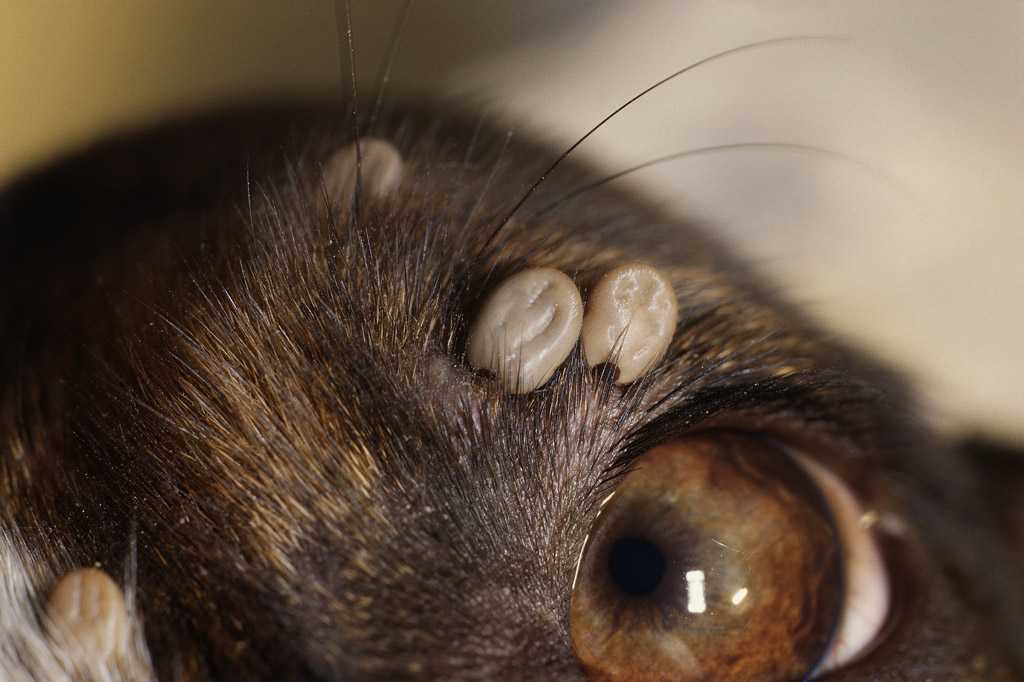 Болеют ли кошки пироплазмозом: причины и путь заражения питомца, симптомы, диагностика, пути лечения и профилактика заболевания