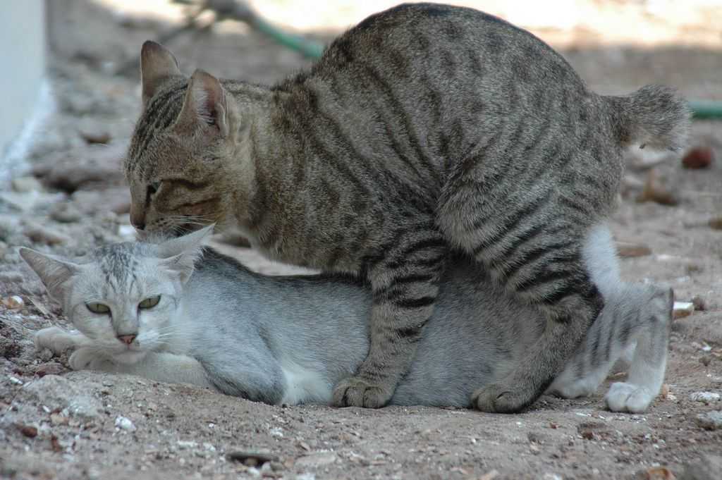 Беременность у кошек