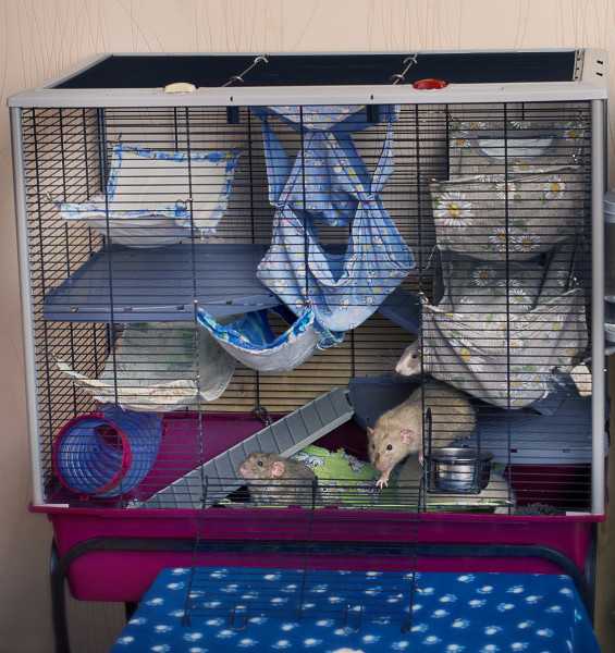 Домик для крыс
