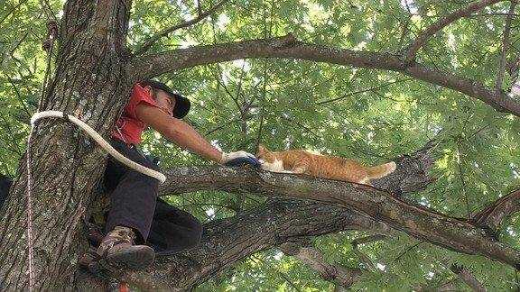 Как снять кошку с дерева, службы снимающие кота с высокого дерева | zoosecrets