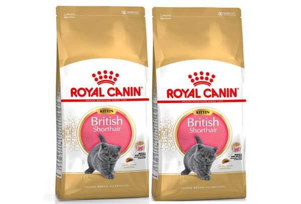 Питание британской кошки: как выбрать лучший корм, чем кормить котёнка и взрослого британца