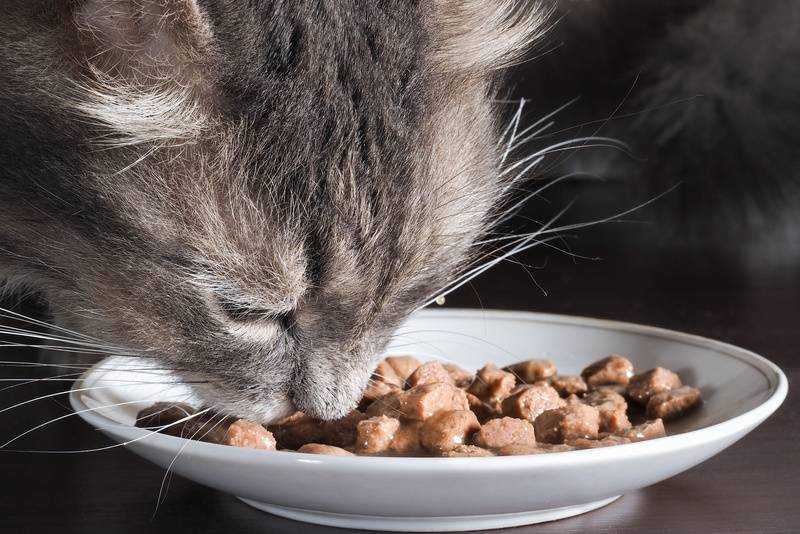 Можно ли кормить взрослую кошку кормом для котят: вся правда о «детском» корме