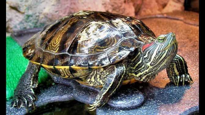 Чем кормить красноухую черепаху, в домашних условиях