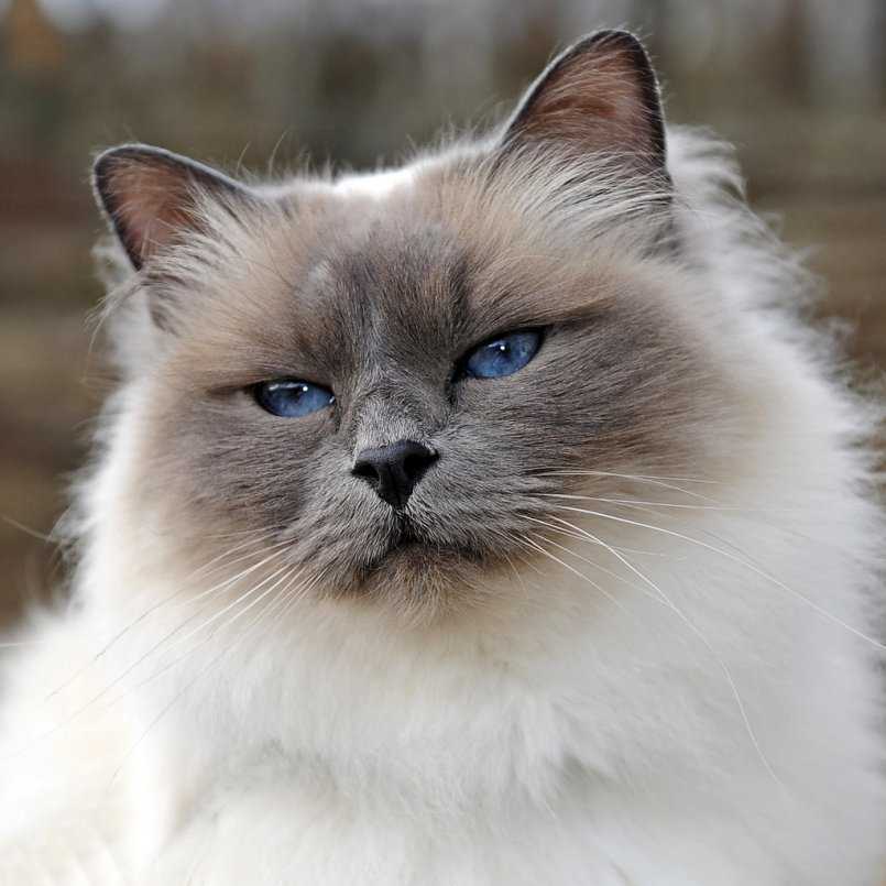 Рэгдолл: описание породы кошек, характер, отзывы (с фото и видео)