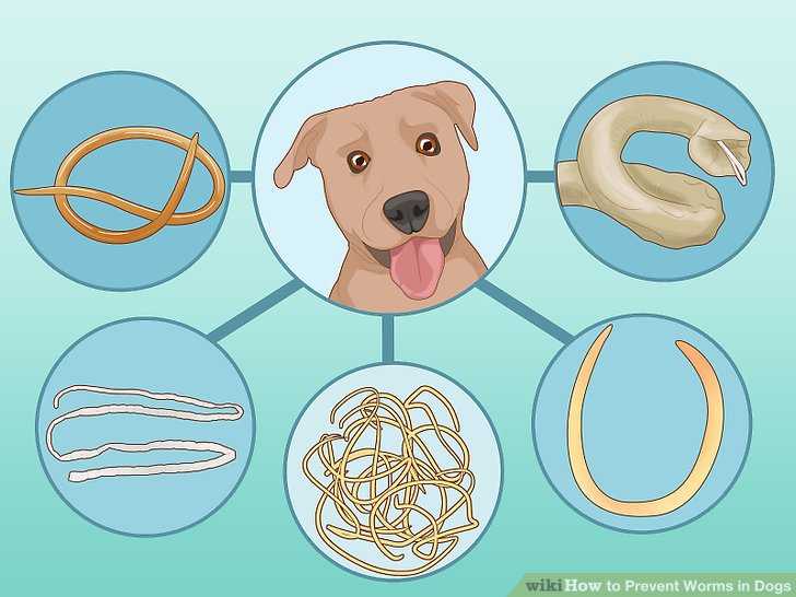 Здоровье собаки: чем опасны эктопаразиты?