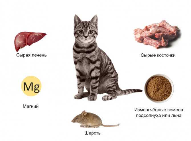 Запор у котенка: причины, симптомы, диагностика, лечение, осложнения | блог ветклиники "беланта"