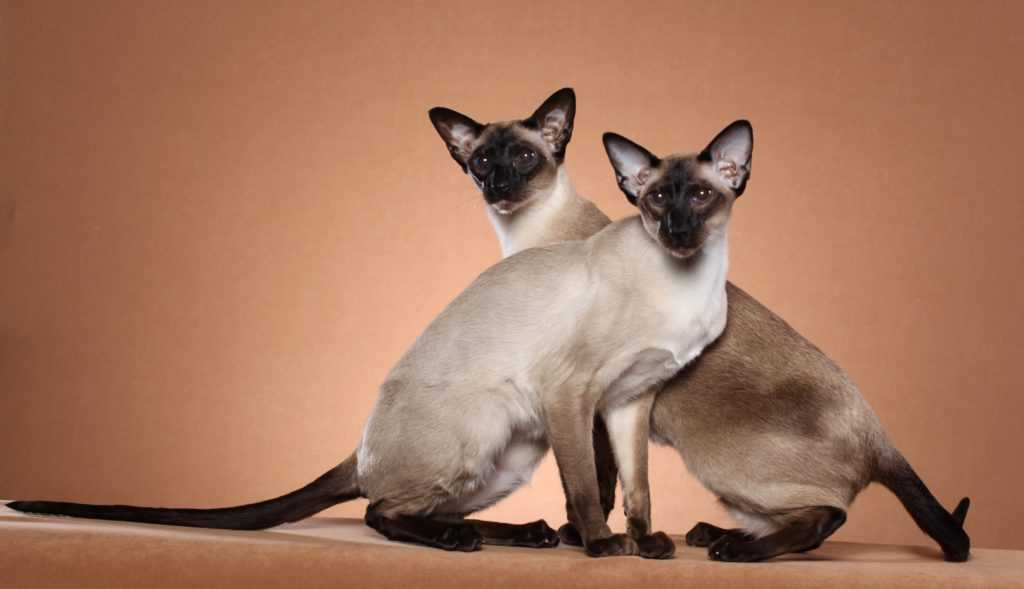 Описание и фото ориентальной кошки, стандарт породы, характер котов-ориенталов и особенности их содержания