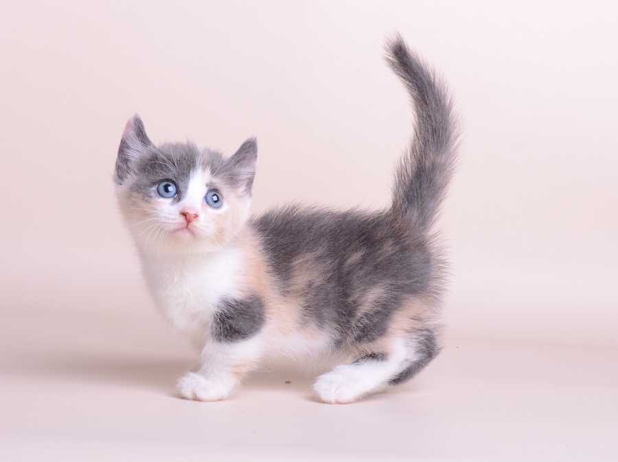 Самая маленькая порода кошек (+фото и видео)