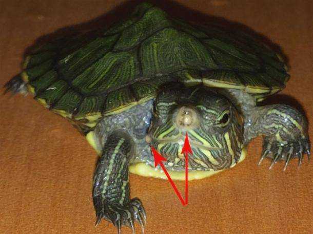 Можно ли красноухую черепаху держать без воды и как долго?