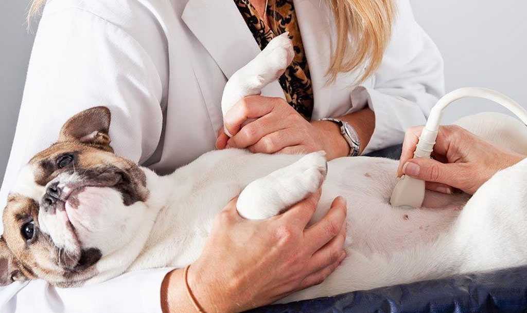 Ложная беременность у собак  - признаки, лечение ложной щенности в москве. ветеринарная клиника "зоостатус"
