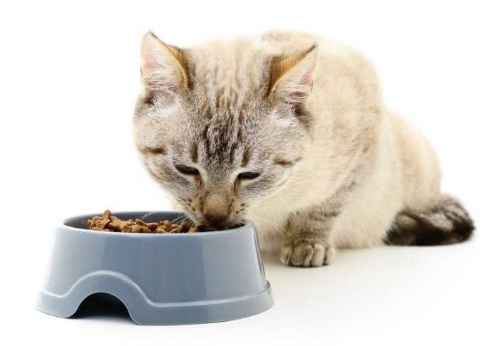 Корм для кошек для набора веса, а также низкокалорийный для похудения, особенности питания животных при ожирении и чрезмерной худобе