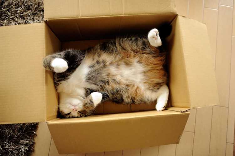 ᐉ почему кошки любят коробки и пакеты – кот и пакет - zoomanji.ru