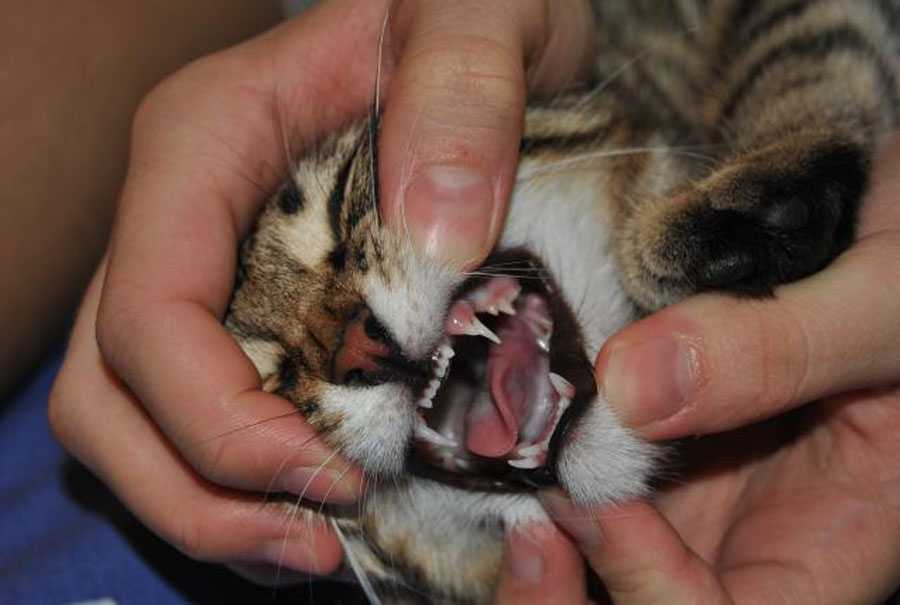 Смена зубов у котят