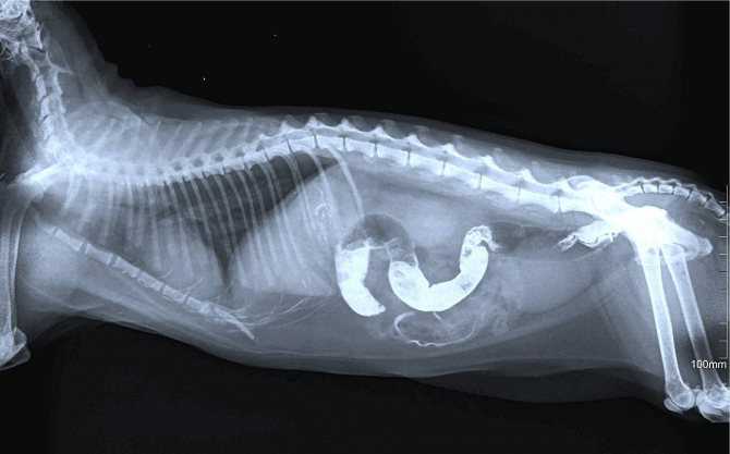 Поликистоз почек у кошек: симптомы, лечение и профилактика