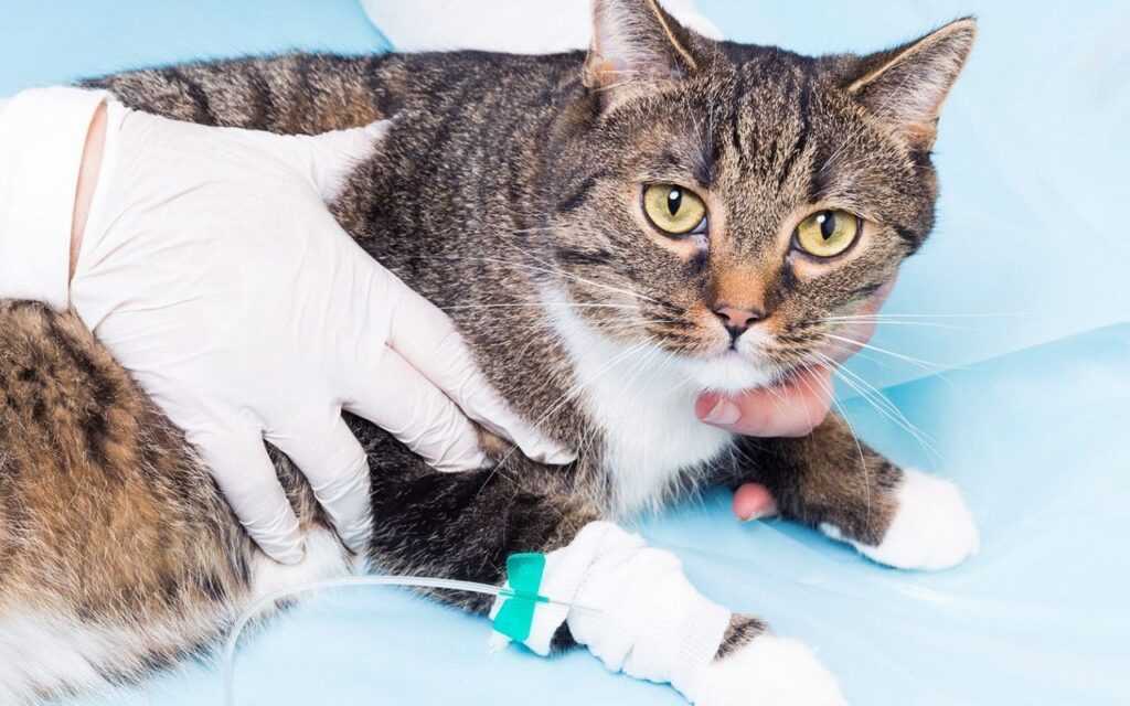 Уретропластика котов как оперативное лечение при осложнениях мочекаменной болезни