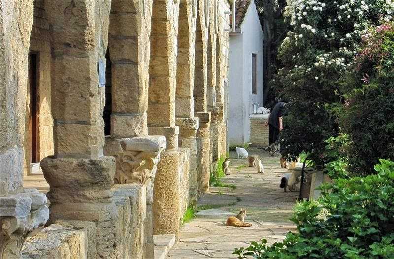 Кошачий монастырь и кошки на кипре