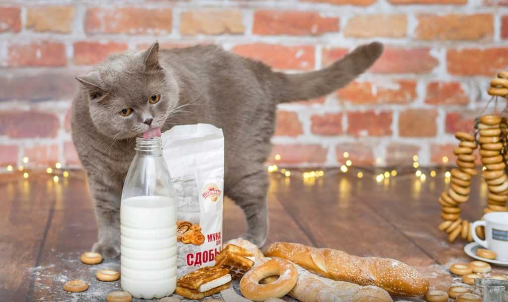Чем кормить британских котов?