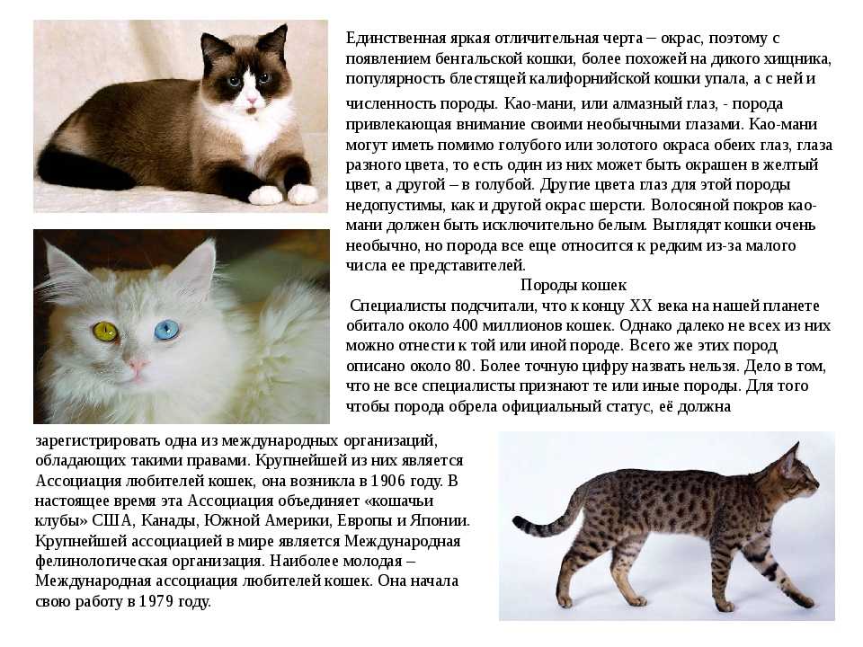 Анатолийская кошка: аристократка уличного происхождения