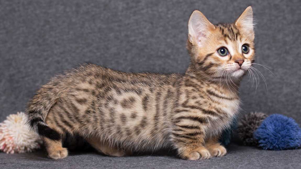 Названия карликовых пород кошек с описанием и фото, самые маленькие кошечки