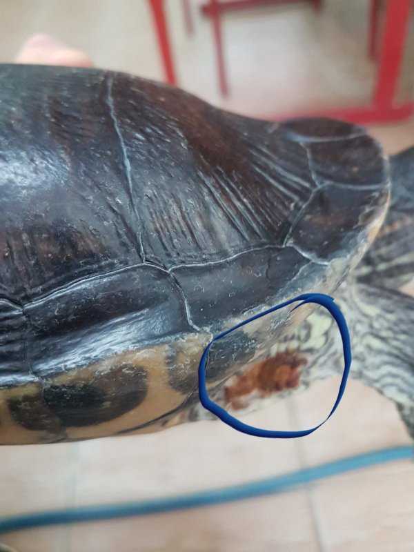 ᐉ сколько красноухая черепаха может находиться без воды, как долго она проживет на суше - zoopalitra-spb.ru