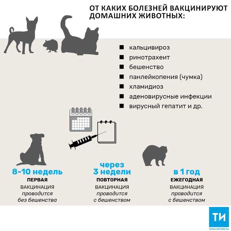 Панлейкопения у кошек, первичные симптомы и патогенезветлечебница рос-вет