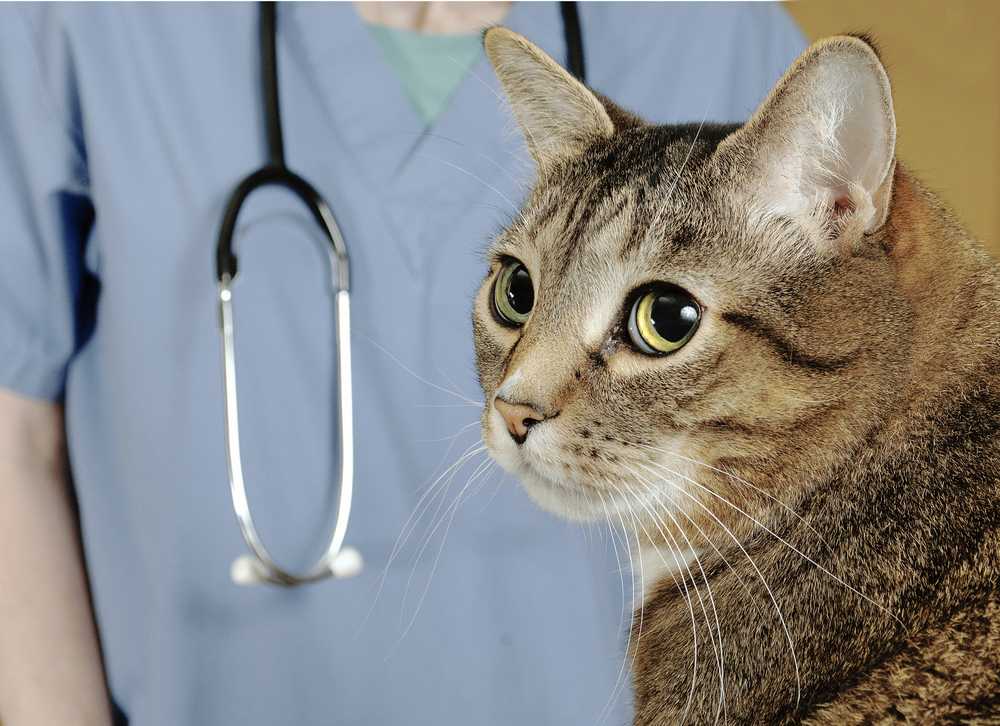 Сердечная недостаточность у кошек симптомы, лечение - признаки сердечной недостаточности у кошек