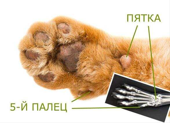Сколько когтей на передней лапе у кошки. сколько пальцев должно быть у кошки и кота | здоровье человека