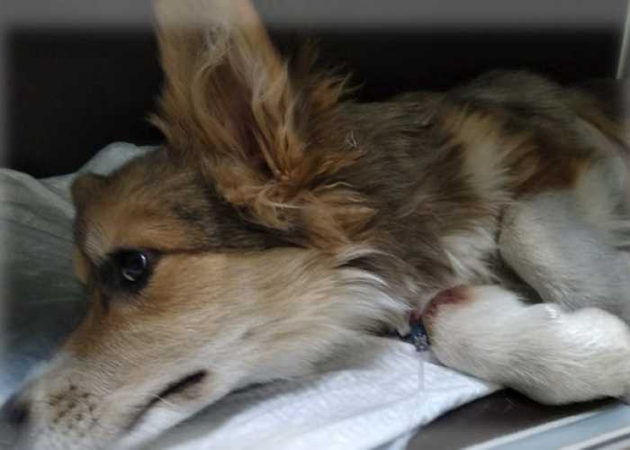 Кровавый понос у собаки: причины и лечение | ветклиника зоостатус