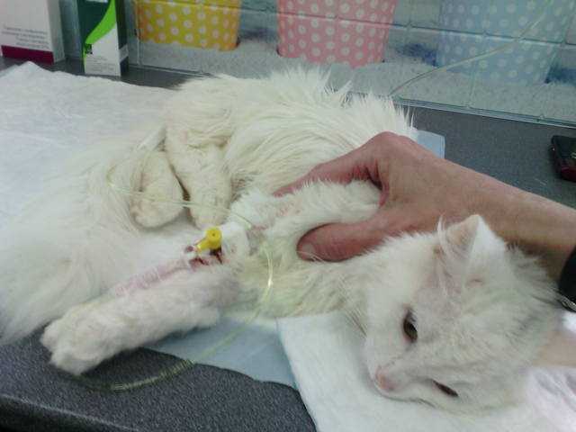 Опухоль молочных желез у кошки: ее виды и лечение в вц "росвет"ветлечебница рос-вет