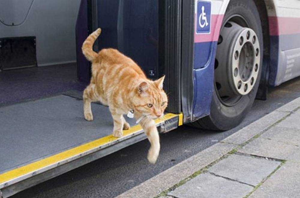 Как перевозить кошку в машине.   счастливый кот — la-murmur.ru