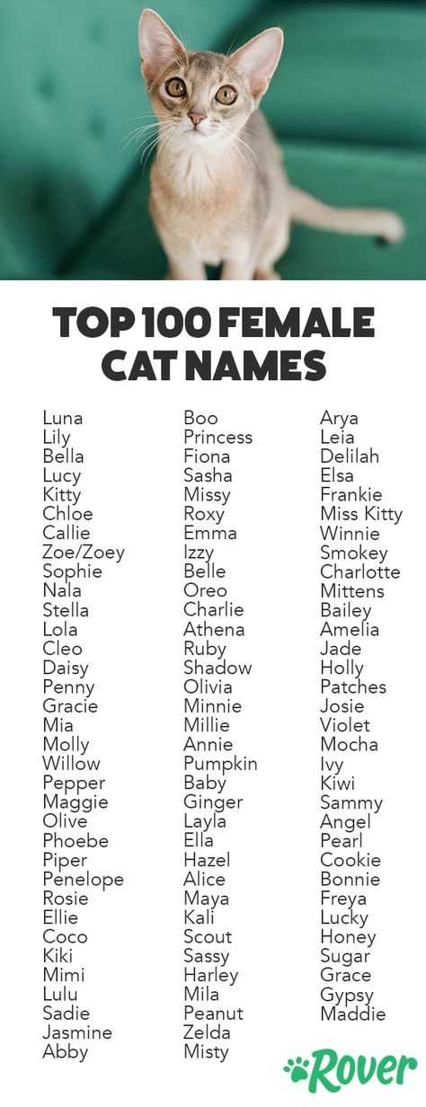 390+ кличек для черных котов мальчиков, красивые имена для черного котенка.