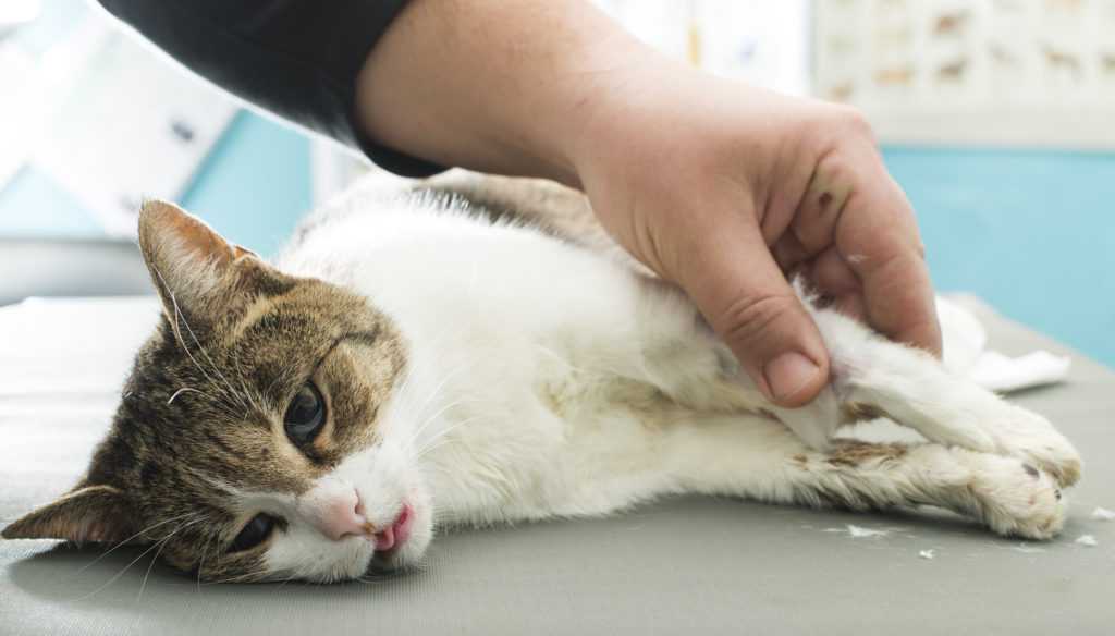 Сердечная недостаточность у кошек симптомы, лечение - признаки сердечной недостаточности у кошек