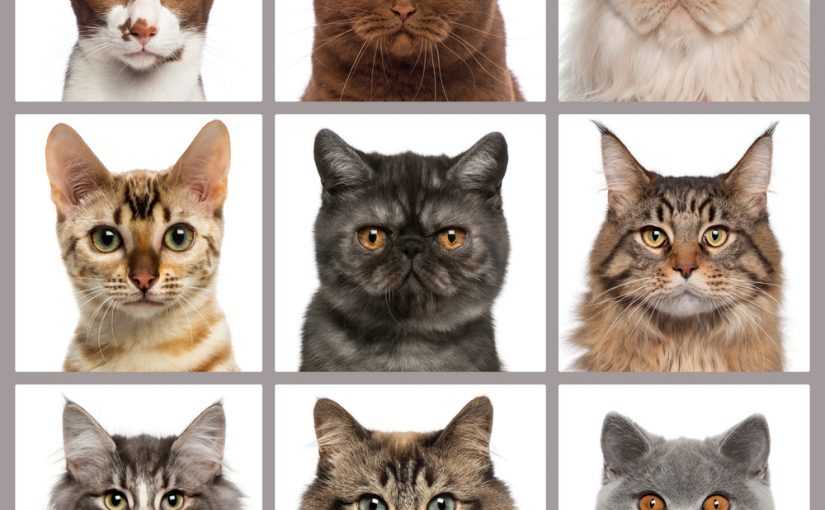 Карликовые кошки: описание, фото, уход, характер, цена - kisa.su
