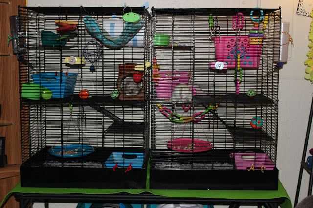 Игрушки для крыс: как в клетке сделать игровую площадку? как играть с декоративной крысой в домашних условиях?