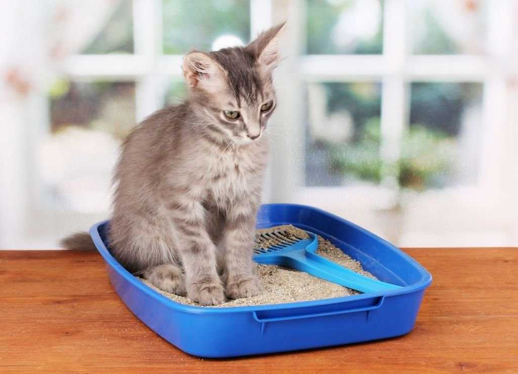 Как приучить кошек есть домашнюю еду