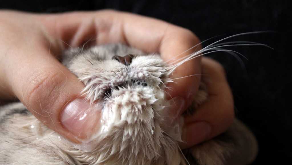 Пена изо рта у кошки: причины, что делать | zoosecrets