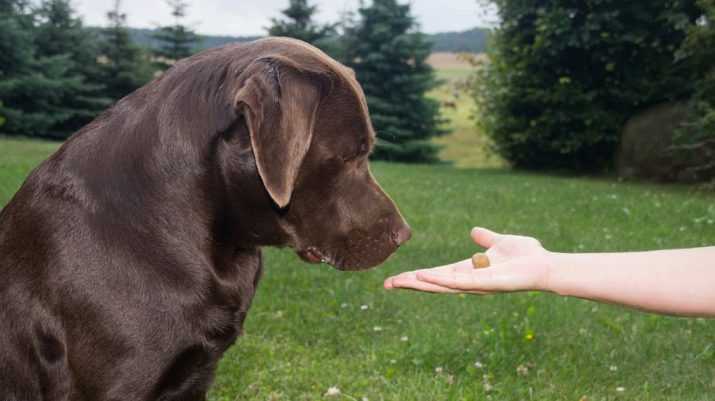Нарушение пищеварения у собаки – что делать с расстройством желудка? | hill's pet