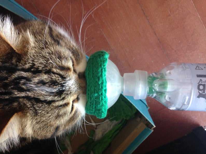 ингаляторы от астмы для кошек