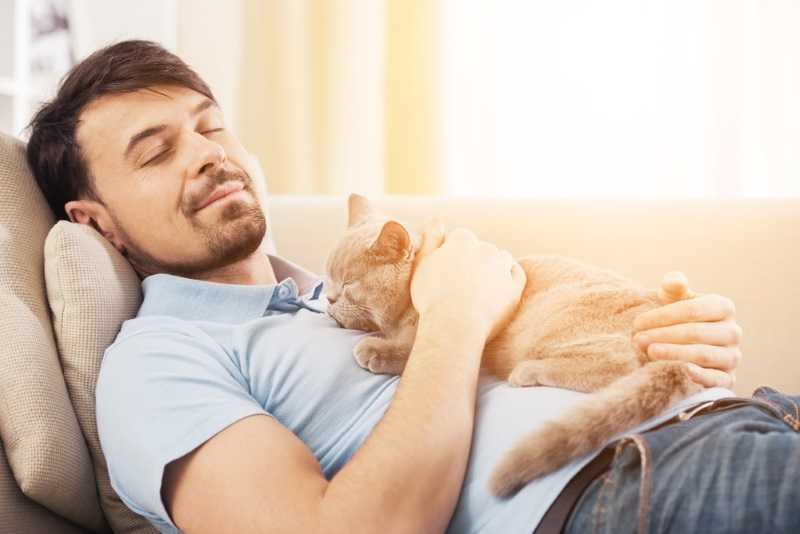 11 признаков того, что ваша кошка вас недолюбливает :: инфониак