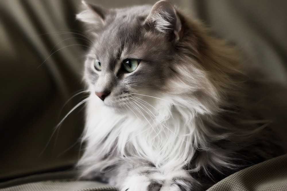 Норвежская лесная кошка: фото, описание породы, характер, цены