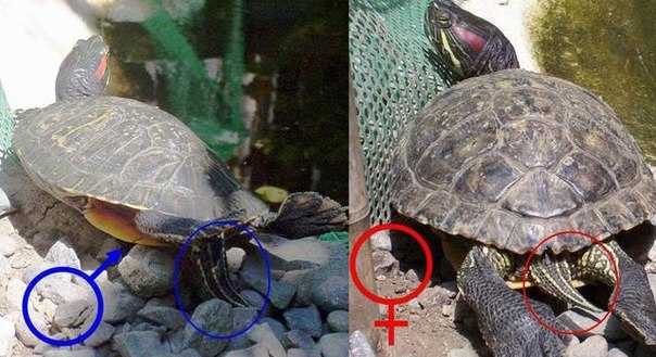 Гигантская черепаха живет до 200 лет: 10 самых долгоживущих существ на планете