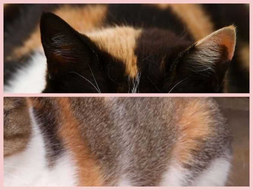 Трехцветные кошки: почему они приносят счастье, бывают ли трехцветные коты, генетические особенности окраса