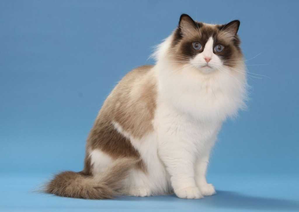 Полное описание породы кошек рэгдолл | все о животных