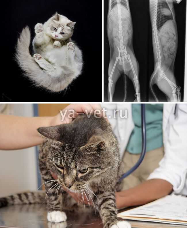 Перелом у кошек: симптомы, признаки, первая помощь и лечение