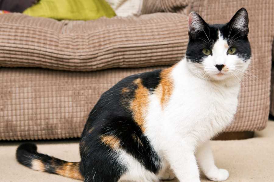 Окрас кошки: почему шерсть питомцев имеет разный цвет и рисунок, пятнистые и полосатые породы, черепаховые и мраморные коты, фото