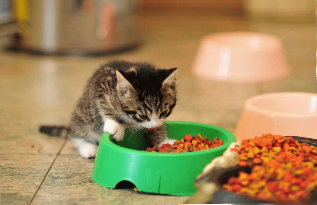 Принудительное кормление кошек при болезни