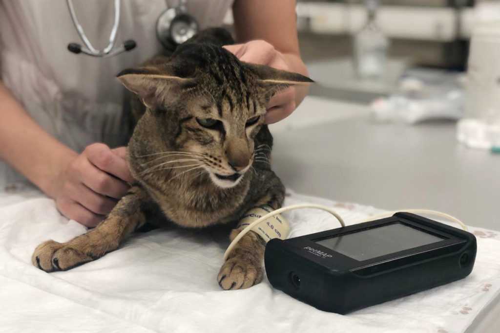 Артериальное давление у кошек: норма, отклонения, как измерить