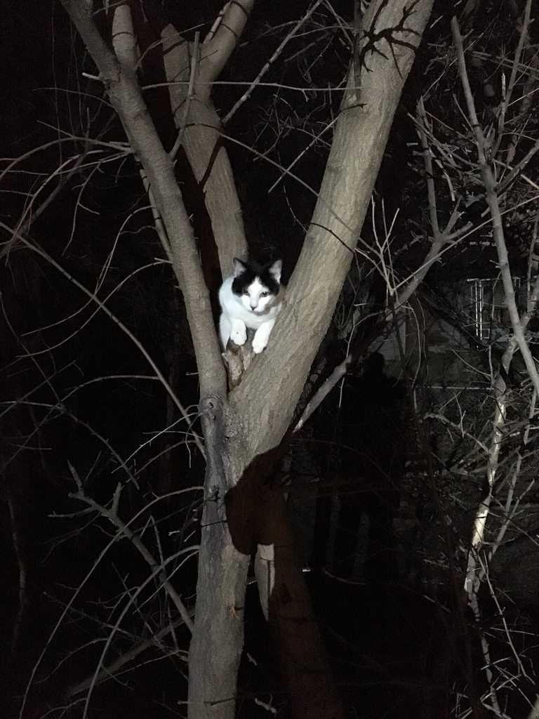 Как снять кошек с дерева