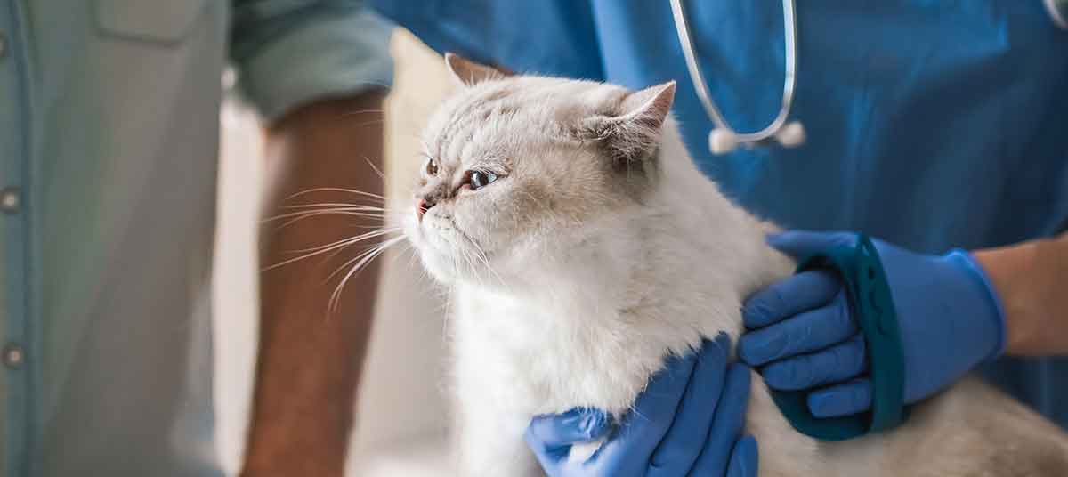 Отек легких у кошек и котов: симптомы, терапия и прогнозы